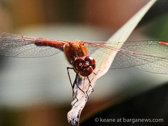 images from barga -37044