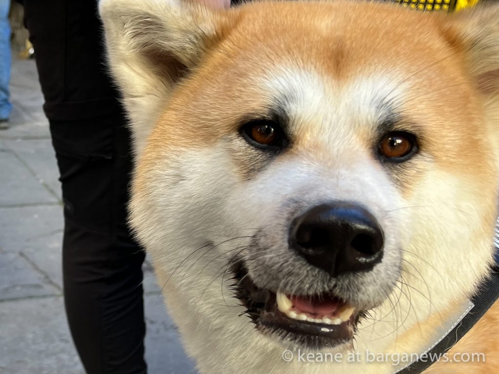 Akita dogs visit Barga Vecchia