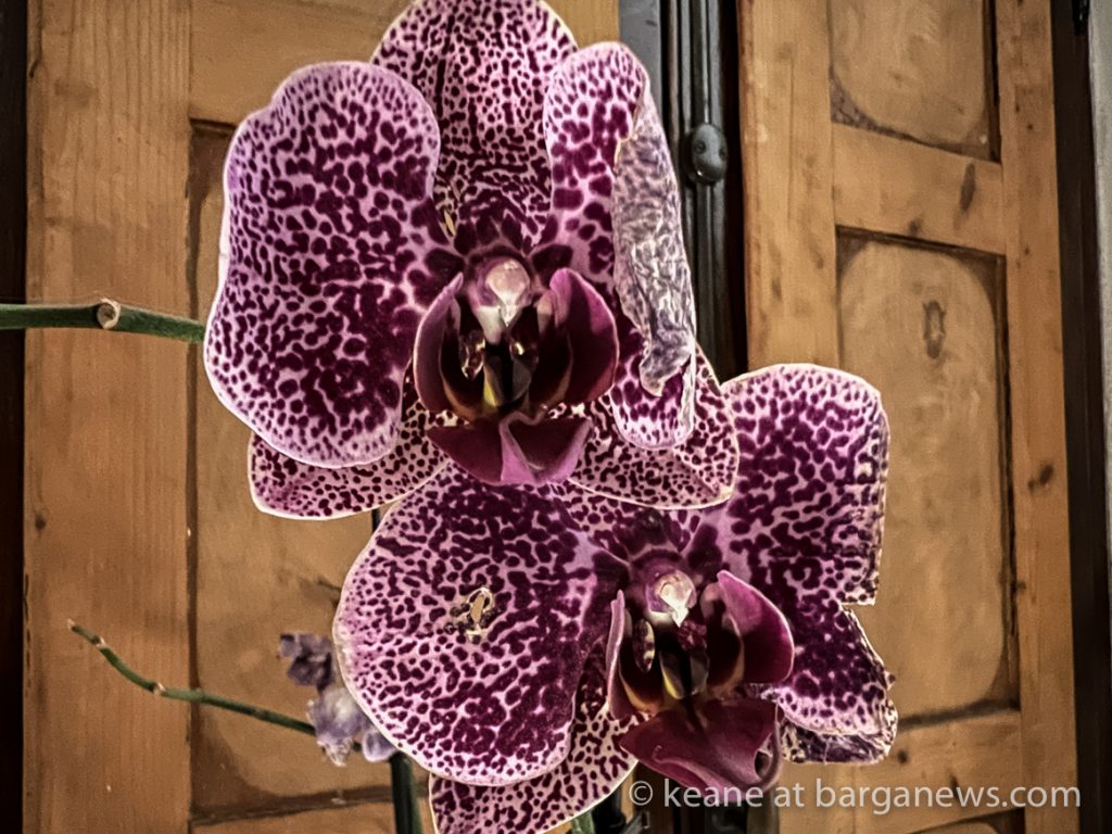 Daily Image from BARGA 26th January 2022