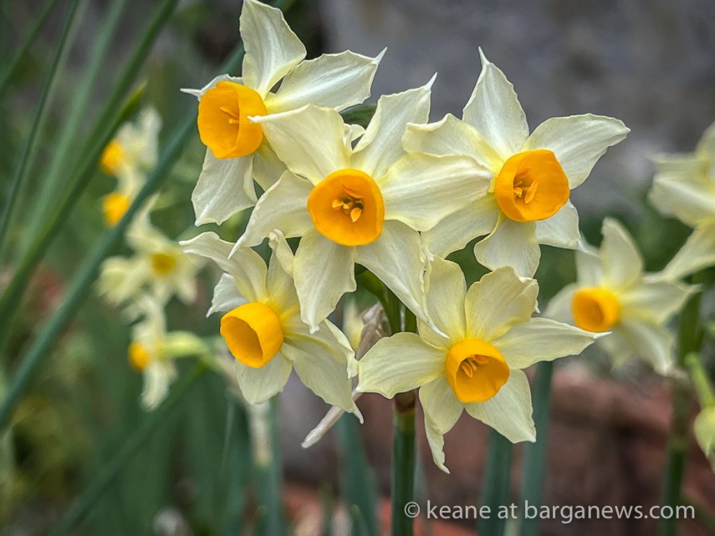 Daily Image from BARGA 14th February 2022