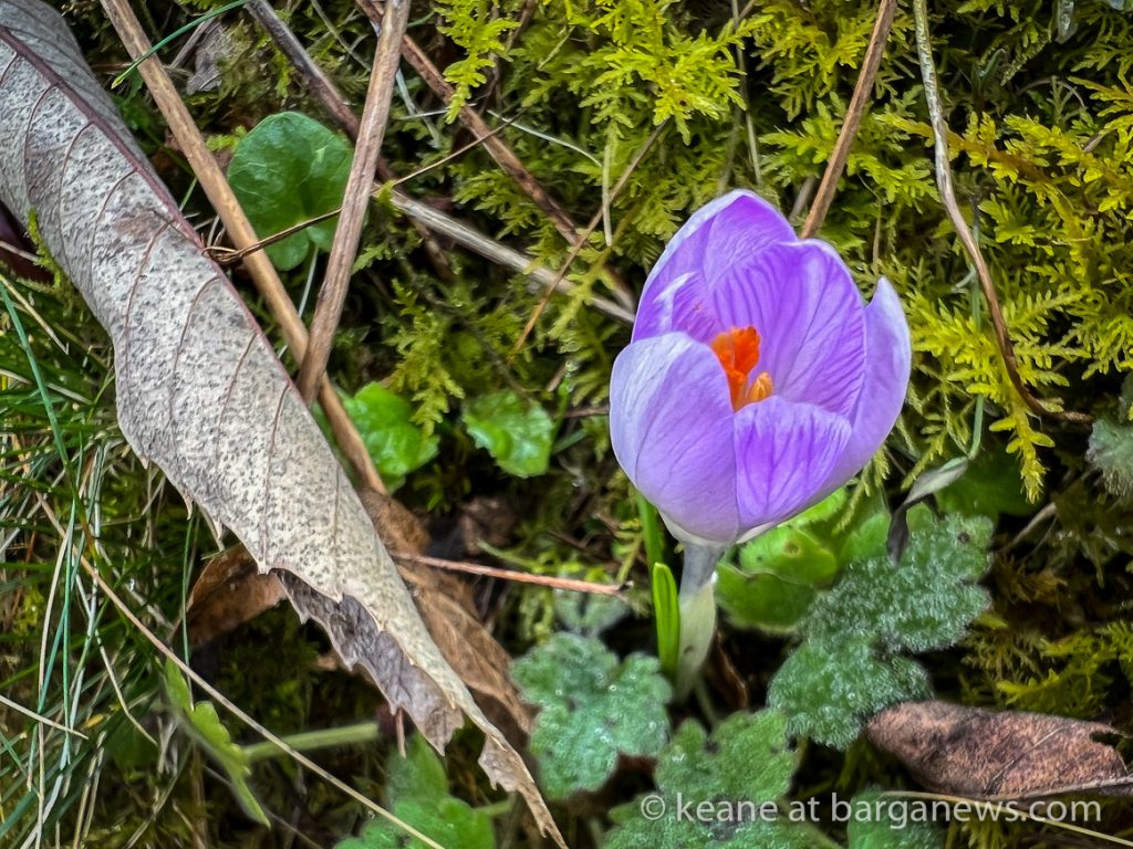 Daily Image from BARGA 20th February 2022