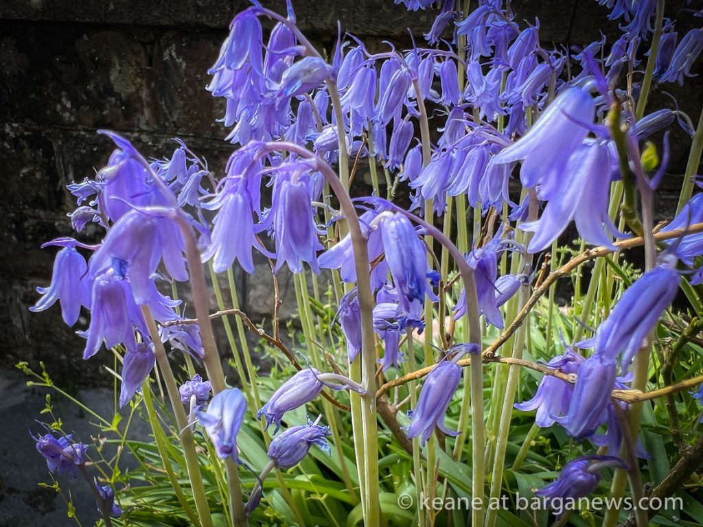 Daily Image from BARGA 25th April 2022