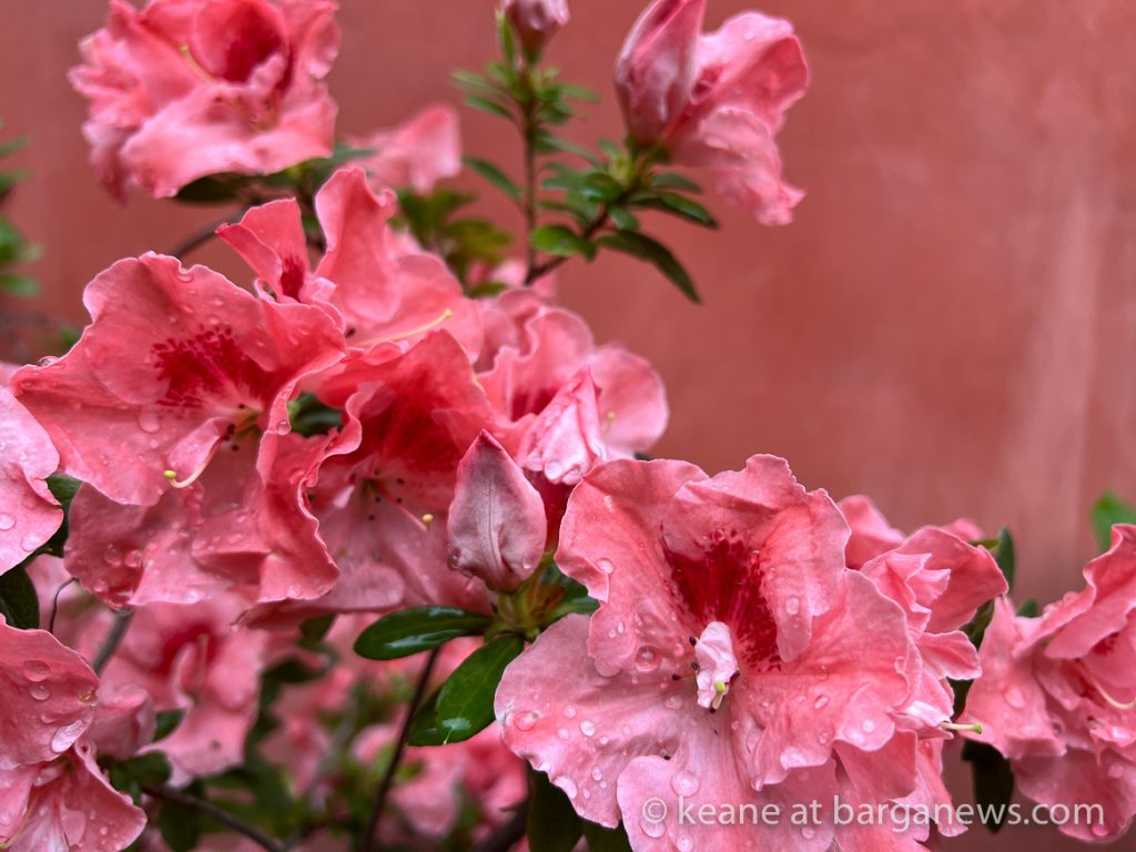 Daily Image from BARGA 22nd April 2022