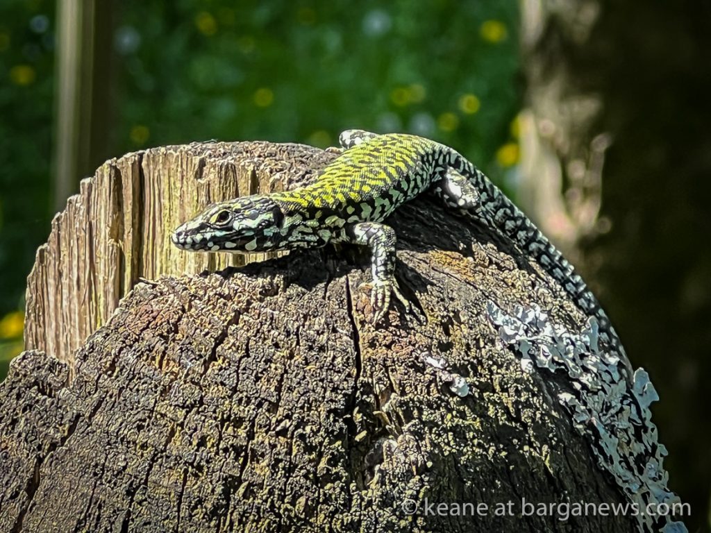 Daily Image from BARGA 29th April 2022