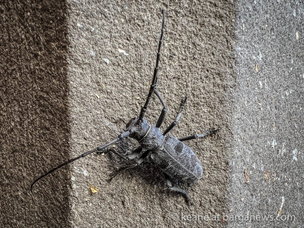 Daily Image from BARGA 14th May 2022