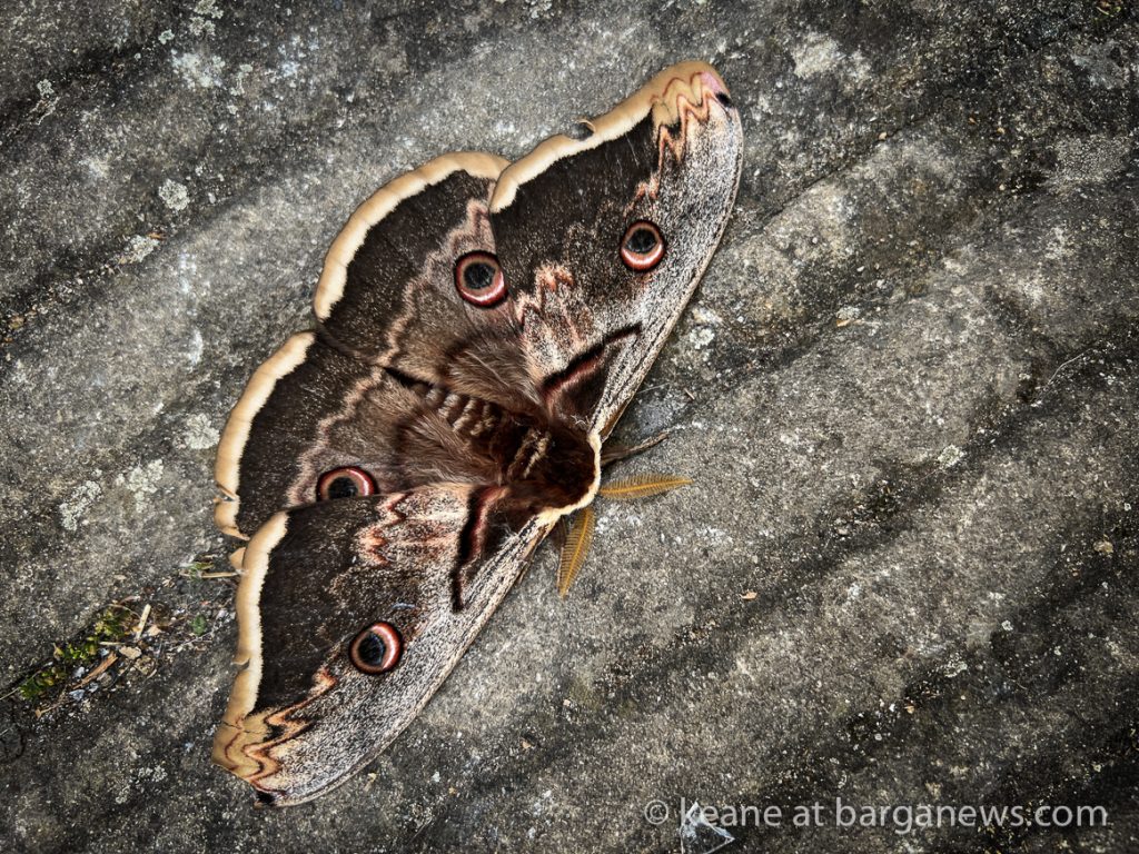 Daily Image from BARGA 19th May 2022