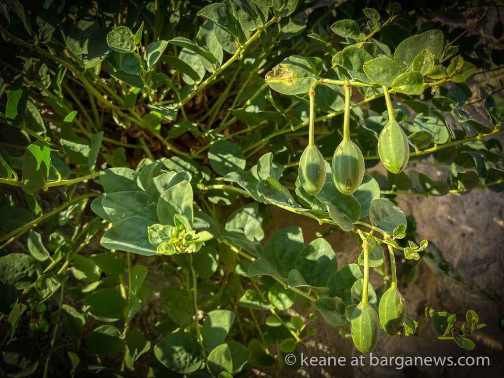 Daily Image from BARGA 18th July 2022