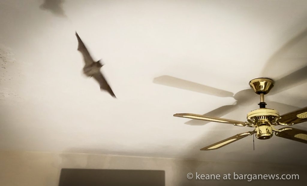 Bats in the bedroom in Barga Vecchia