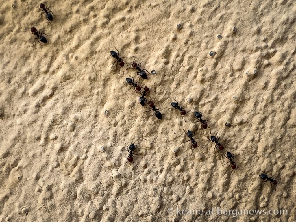 Busy traffic in Barga