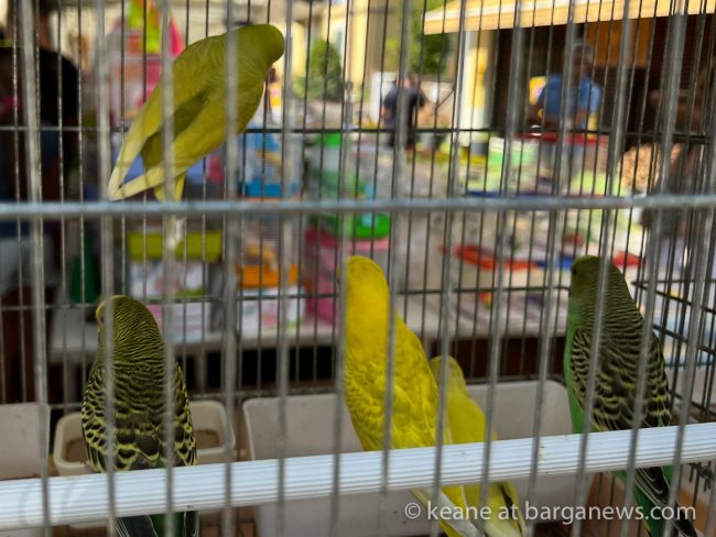 images from barga -51152