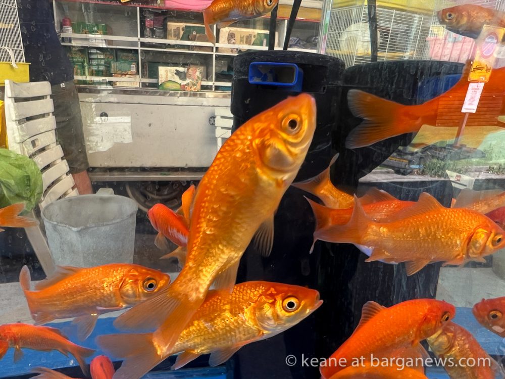 images from barga -51160