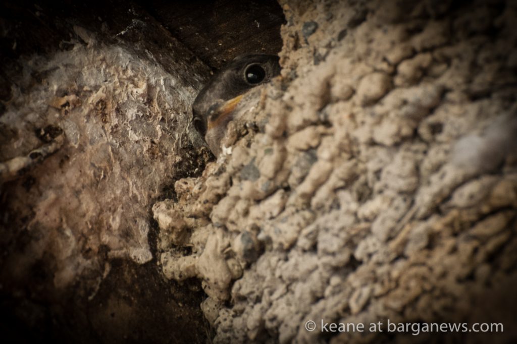 Daily Image from BARGA 19th August 2022