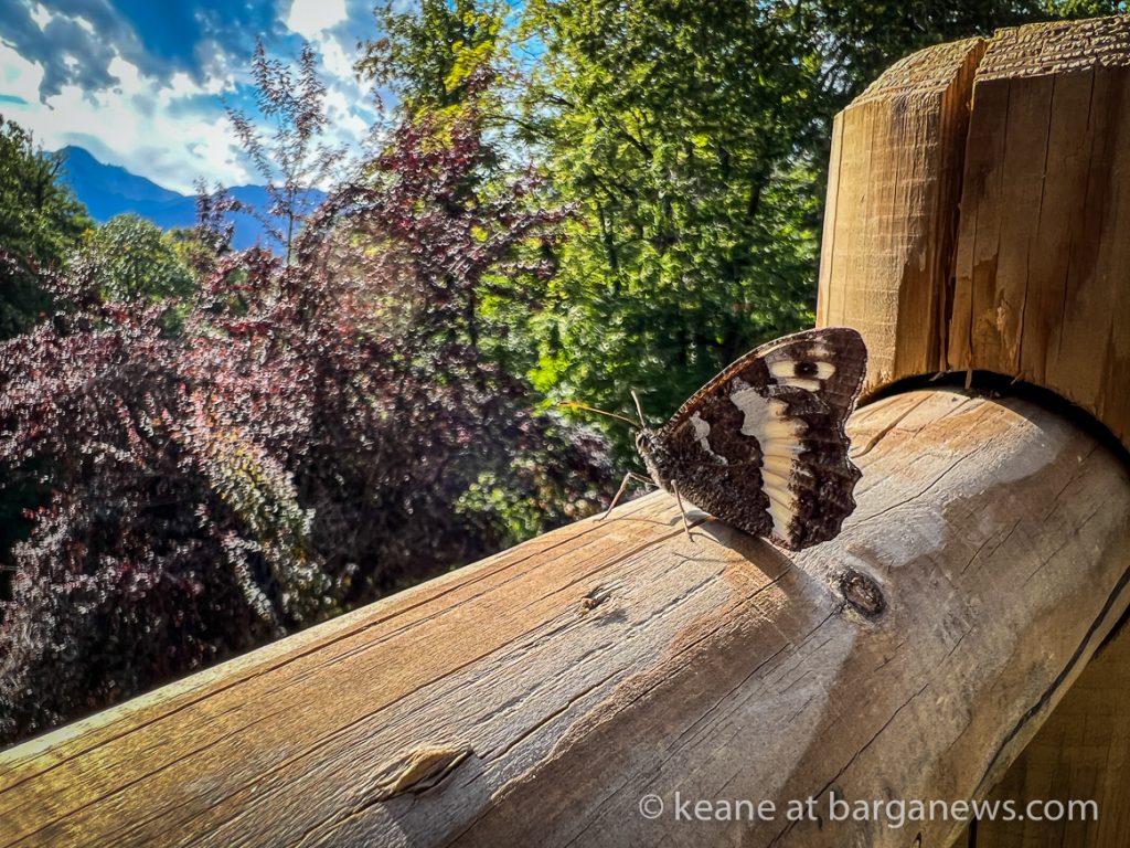 Daily Image from BARGA 6th September 2022