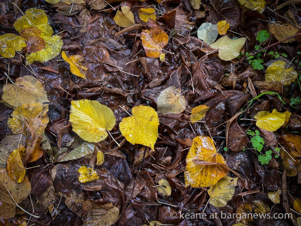 Daily Image from BARGA 1st October 2022