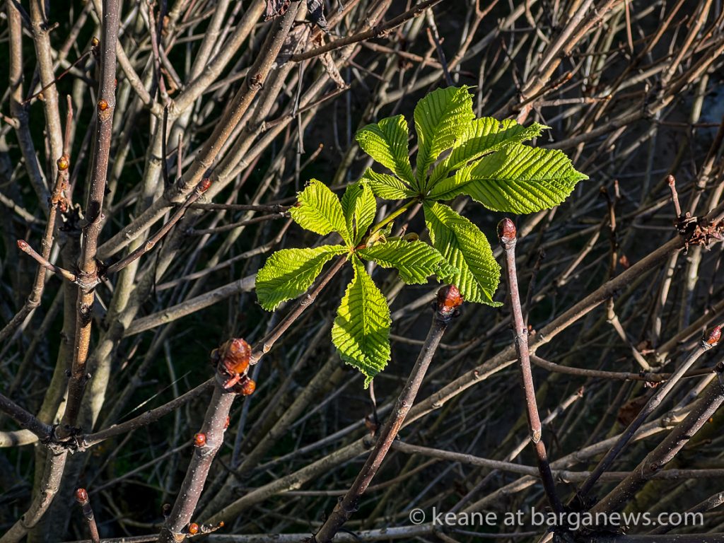 Daily Image from BARGA 7th November 2022
