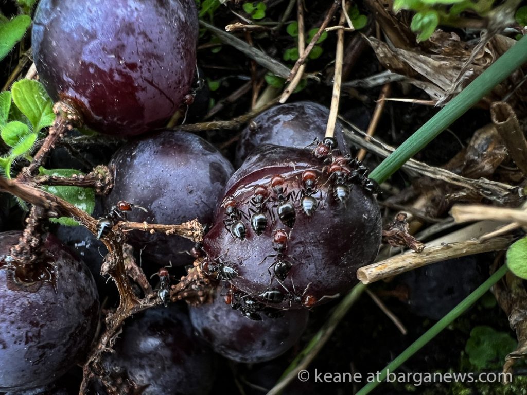 Daily Image from BARGA 12th November 2022