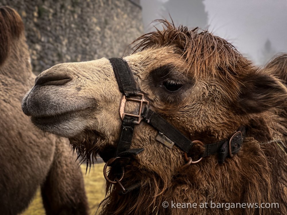 images from barga -60853