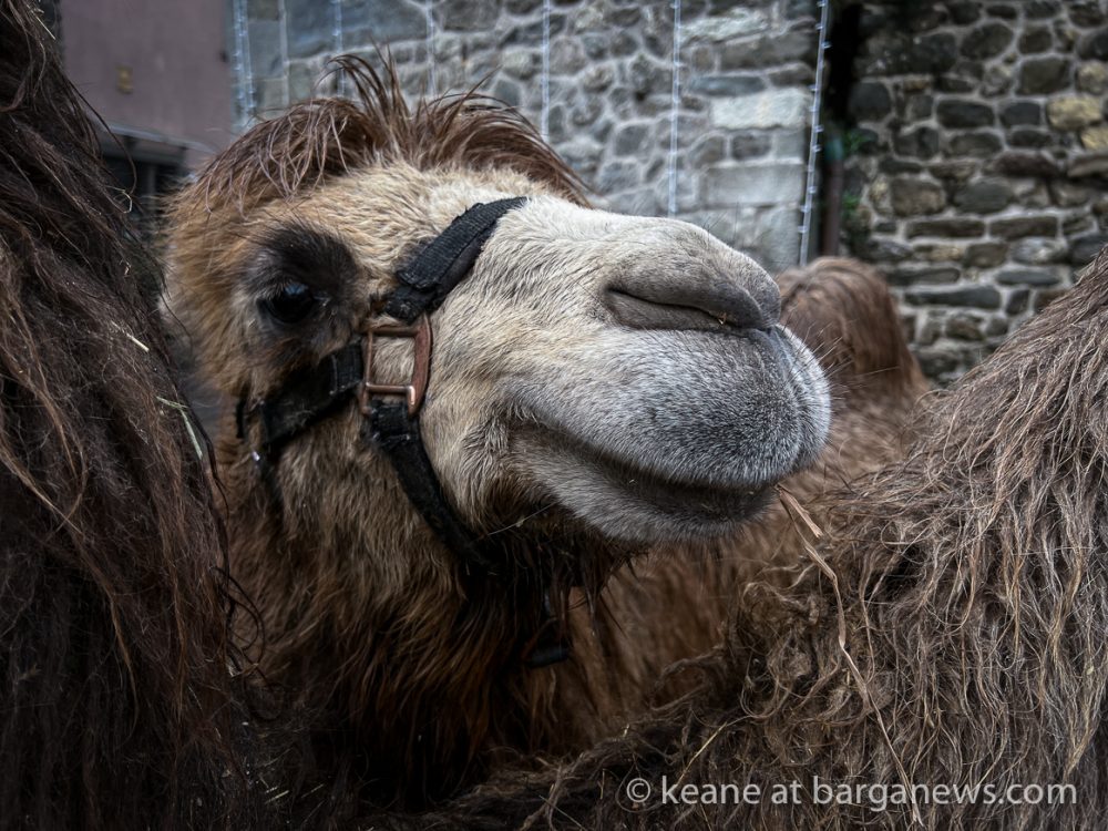 images from barga -60875