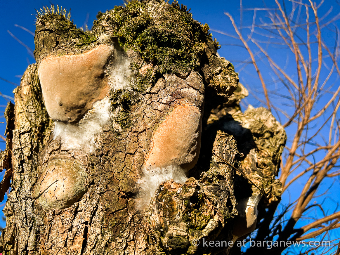 Daily Image from Barga 15th January 2023