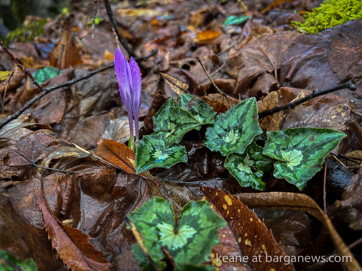 images from barga -62394