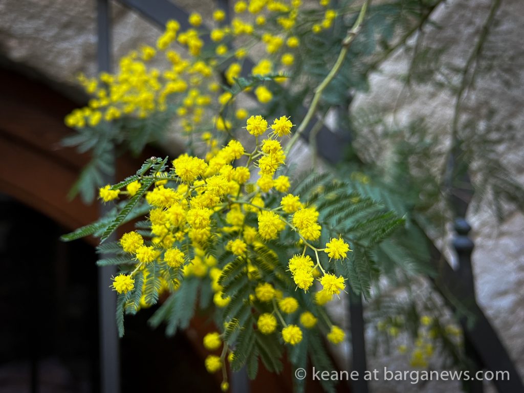 Barga Daily Image 29th January 2023