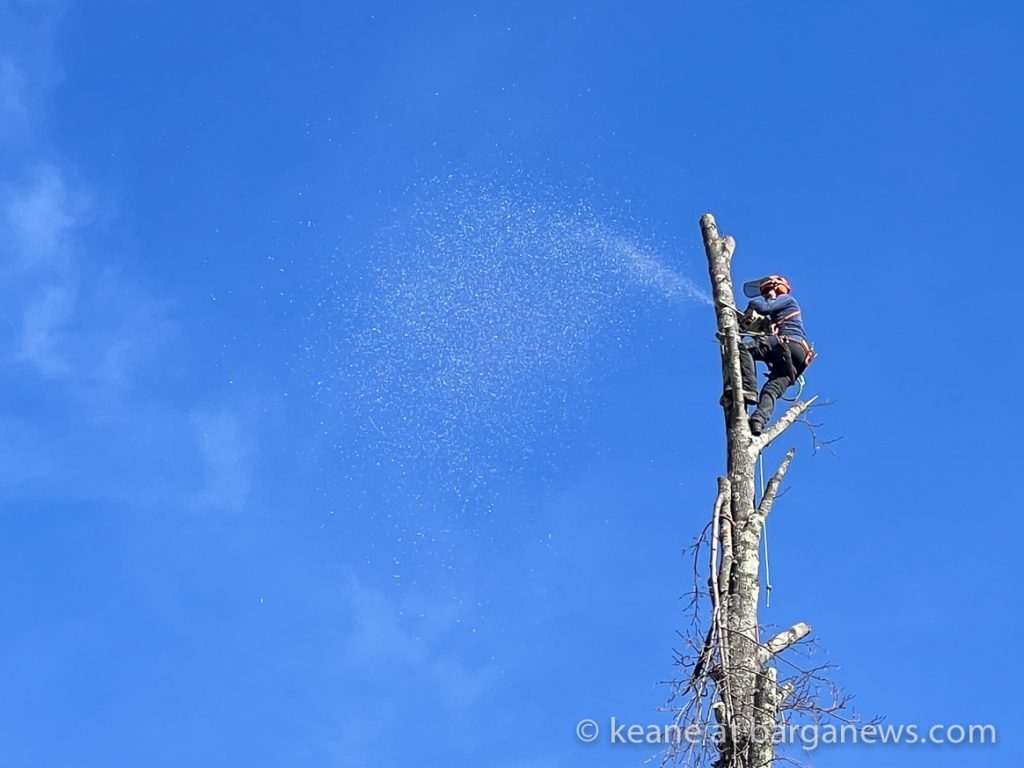 Tree surgeon working in Barga Vecchia