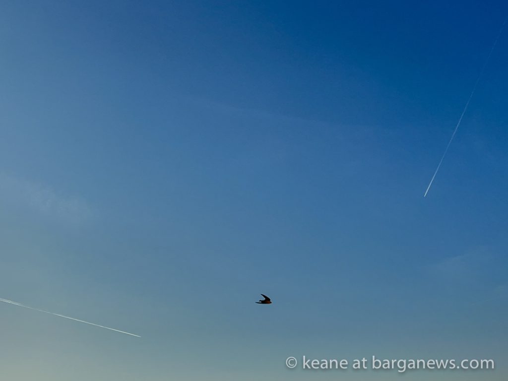 First swallows of spring ?