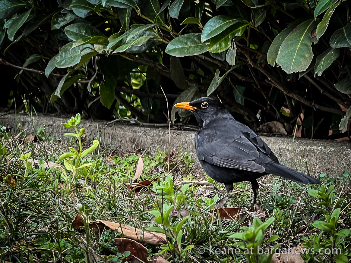 Barga Daily Image 5th March 2023