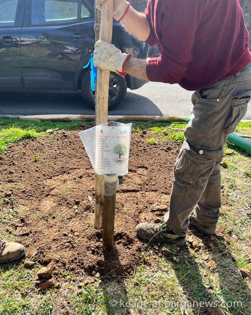 Nuovi alberi a Barga