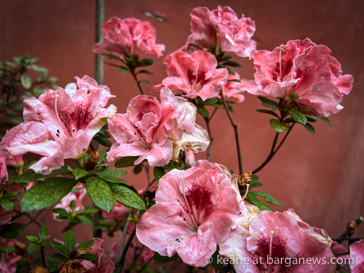 images from barga -3489