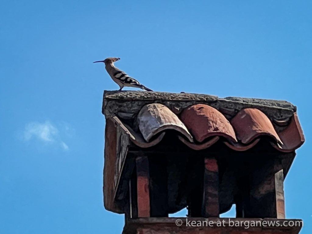 The hoopoe in Barga Vecchia