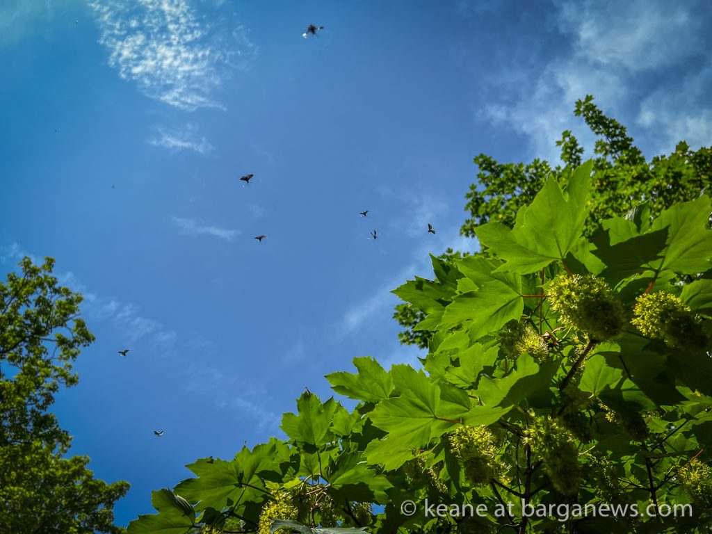 Barga Daily Image 9th May 2023