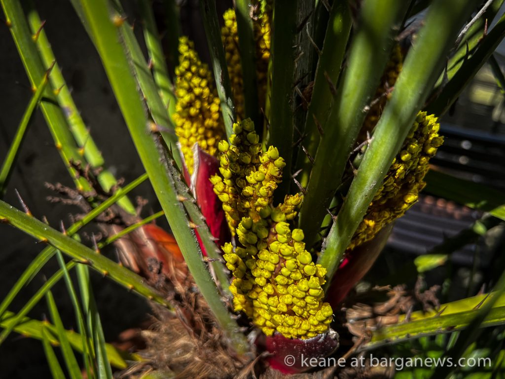 Barga Daily Image 10th May 2023