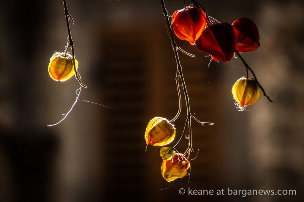 Barga Daily Image 20th June 2023