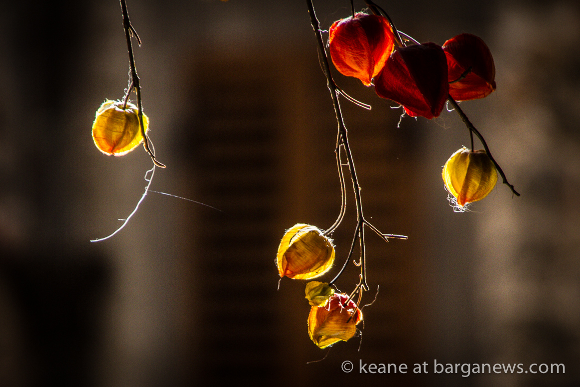 Barga Daily Image 20th June 2023