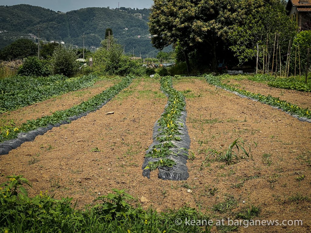 Barga Daily Image 22nd June 2023