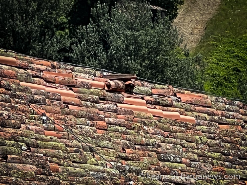 images from barga -9220