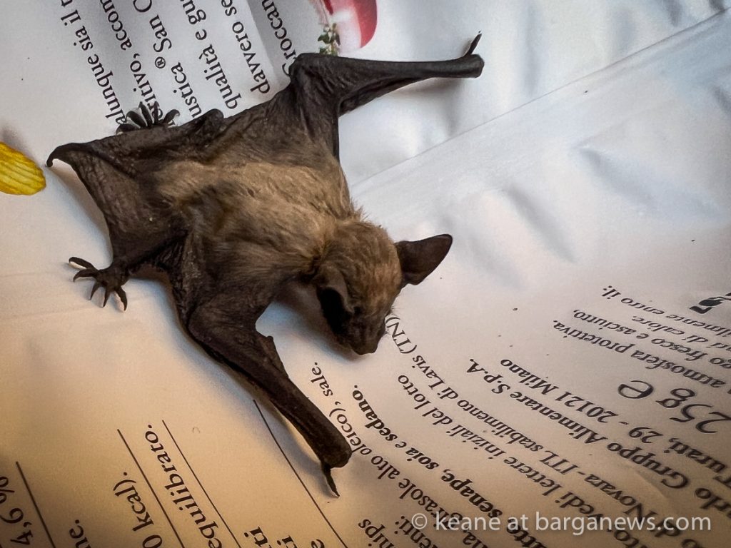 Barga Daily Image 25th July 2023