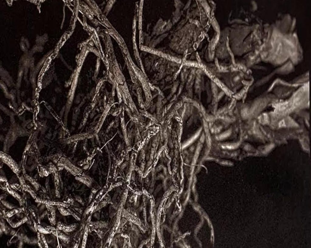 Ristorante Alfonso – OXOcurators – Radici