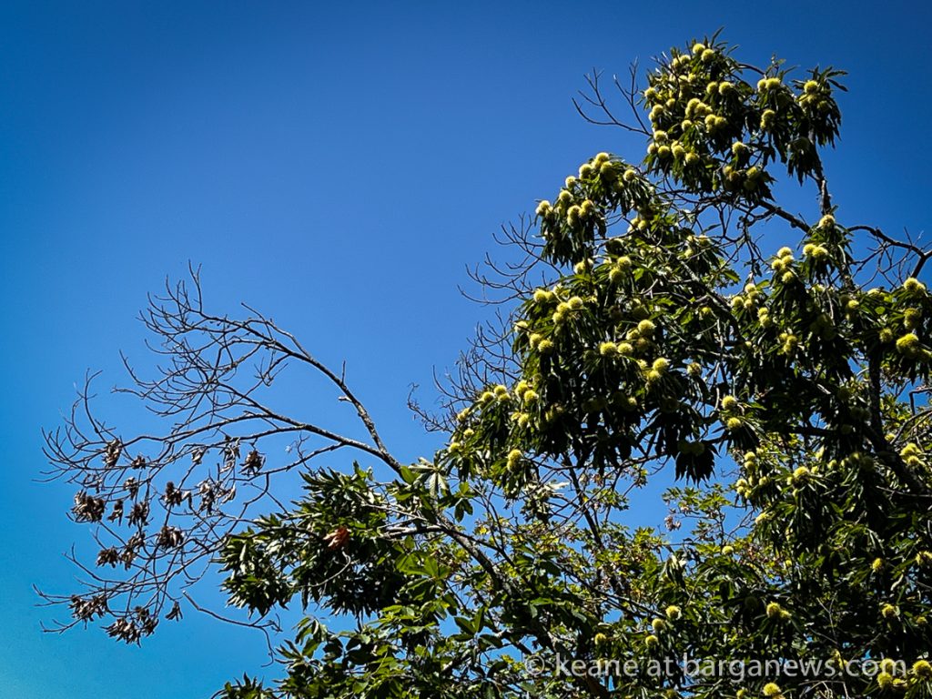 Barga Daily Image 17th September 2023