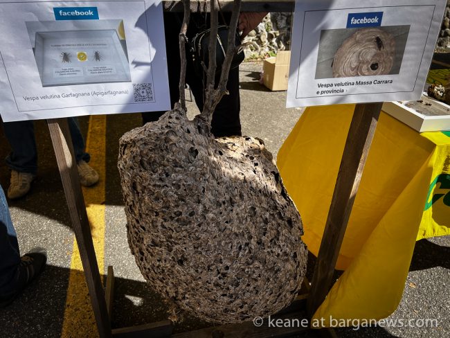 images from barga -14095