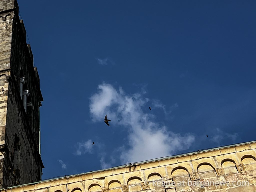 Swallows preparing to migrate south