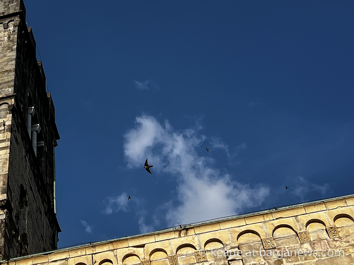 Swallows preparing to migrate south
