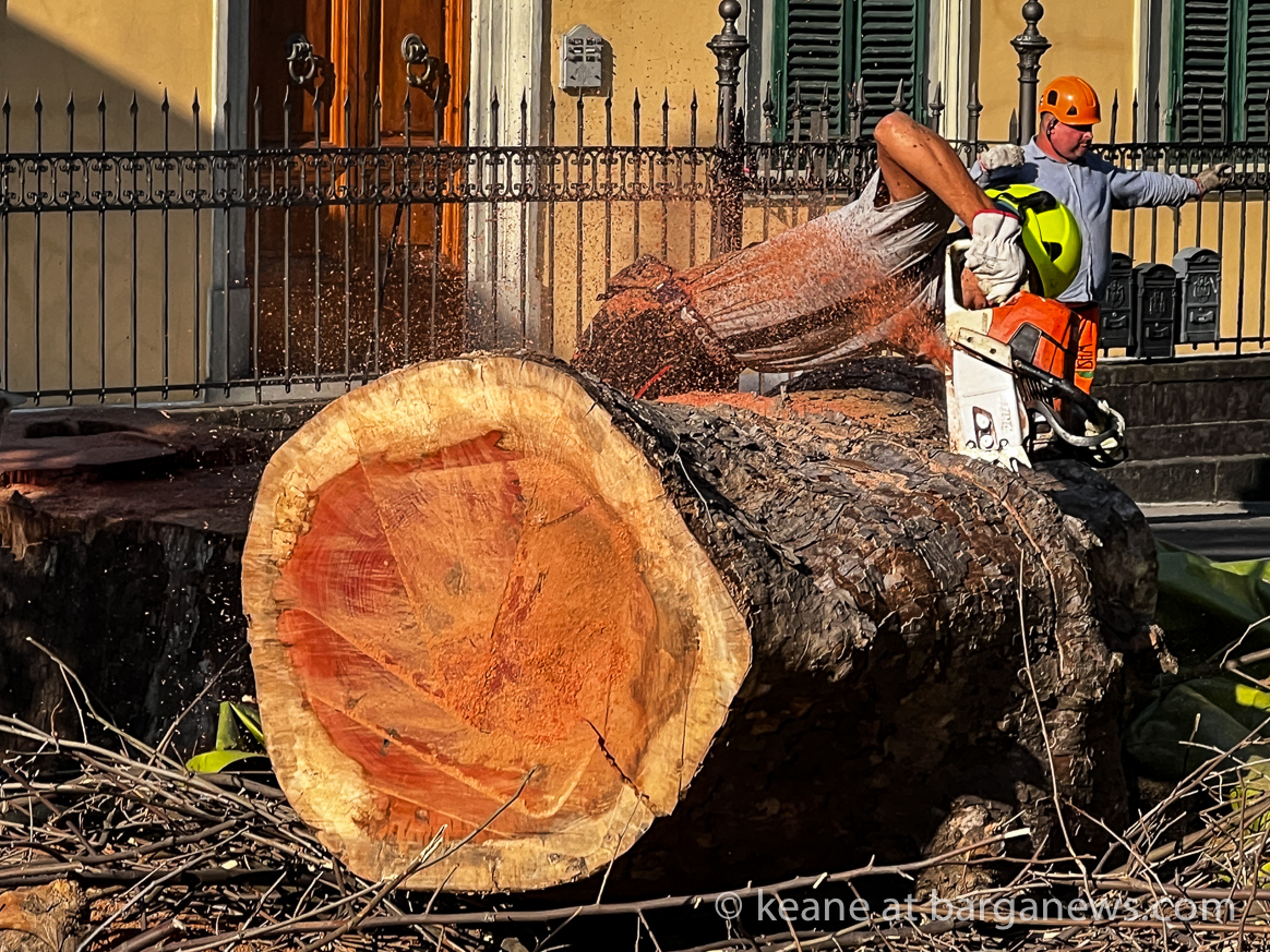 More plane trees cut down on the Fosso