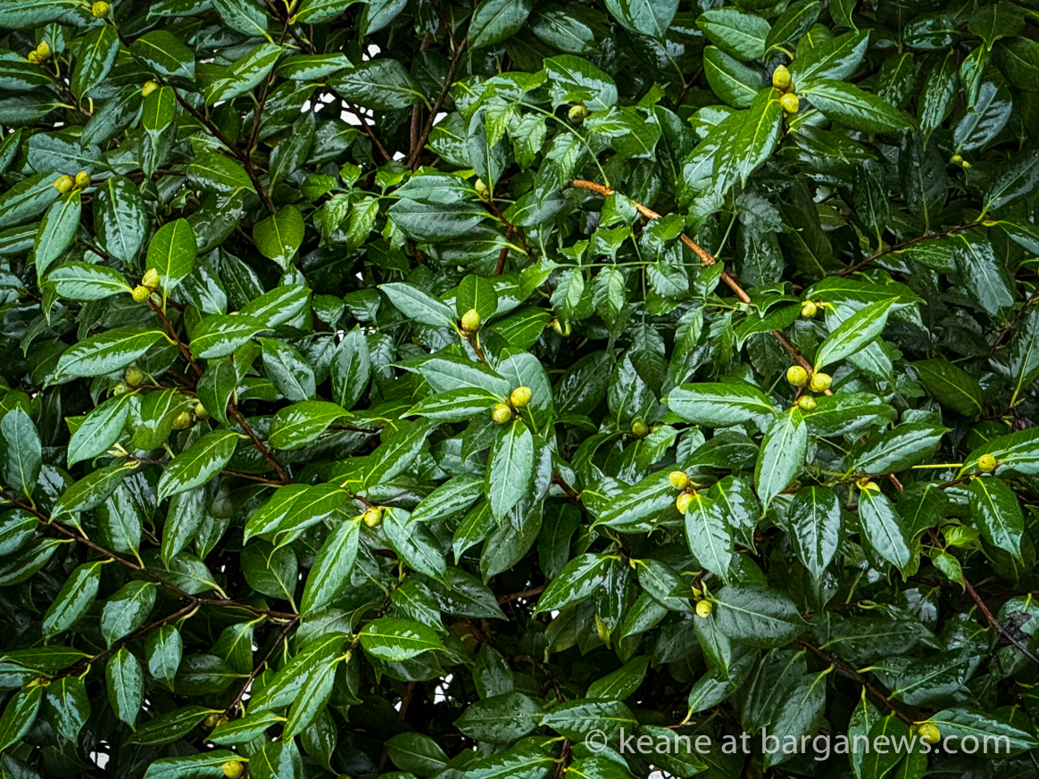 Barga Daily Image 10th November 2023