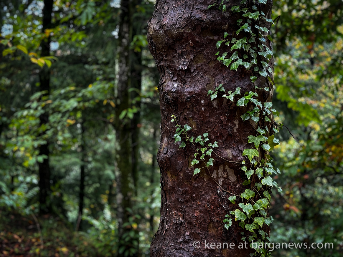 Barga Daily Image 7th November 2023