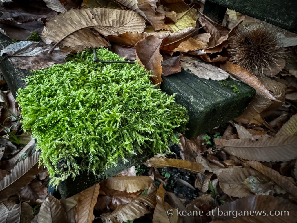 Barga Daily Image 22nd November 2023