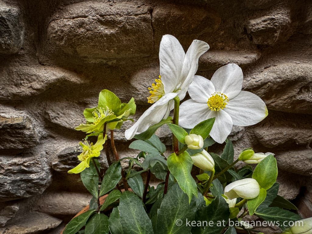 Barga Daily Image 28th December 2023