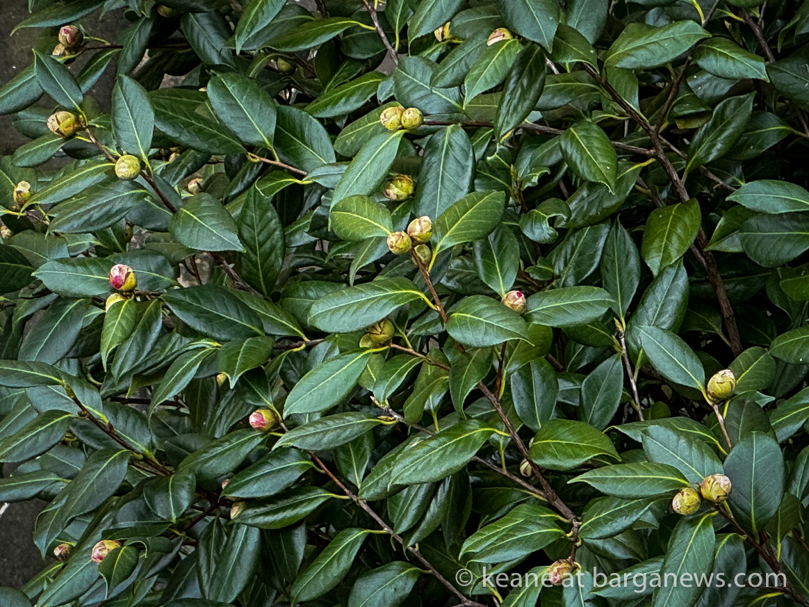 Barga Daily Image 13th January 2024