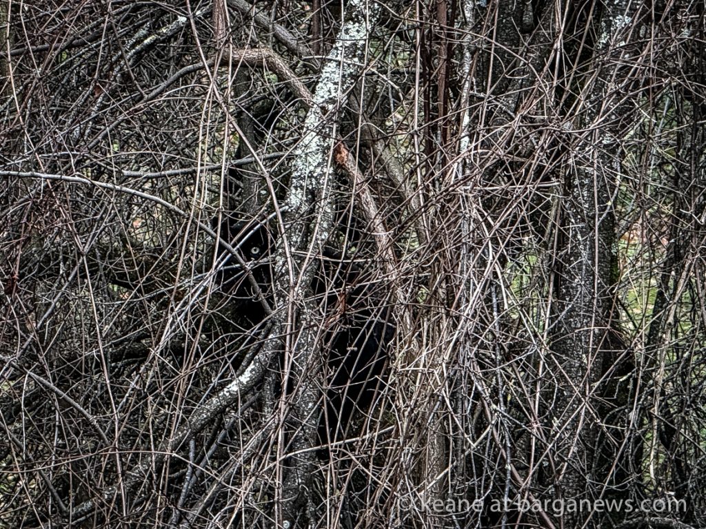 Barga Daily Image 19th January 2024